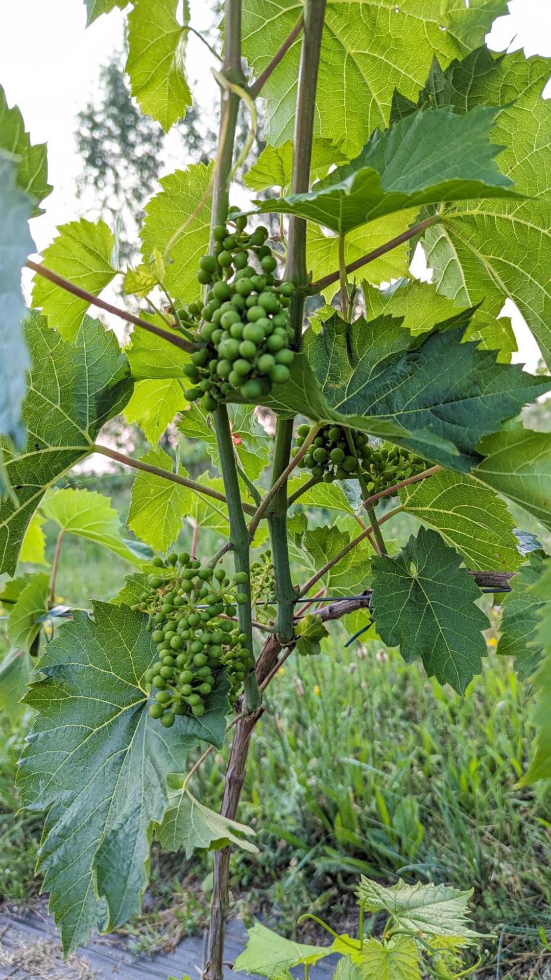 Vila Vynuogyne Paberze Buitenkant foto